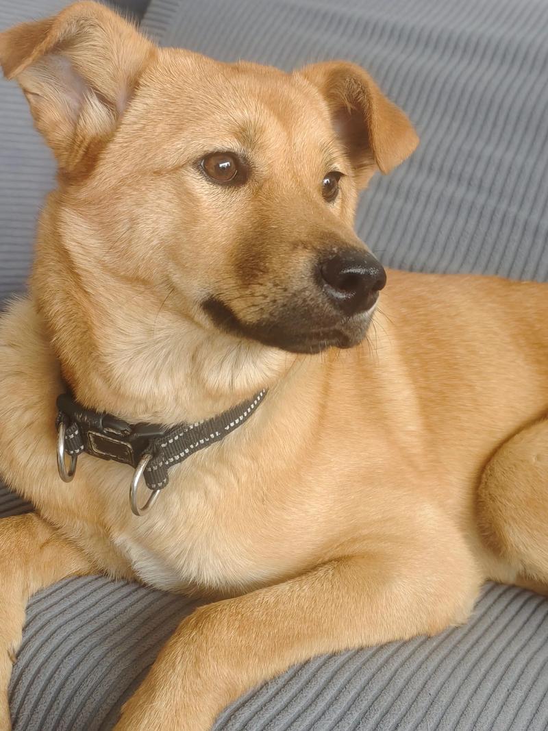 怀孕期间养狗狗真的安全吗？对孕妇和胎儿会有哪些潜在影响？-第3张图片-郑州医学网