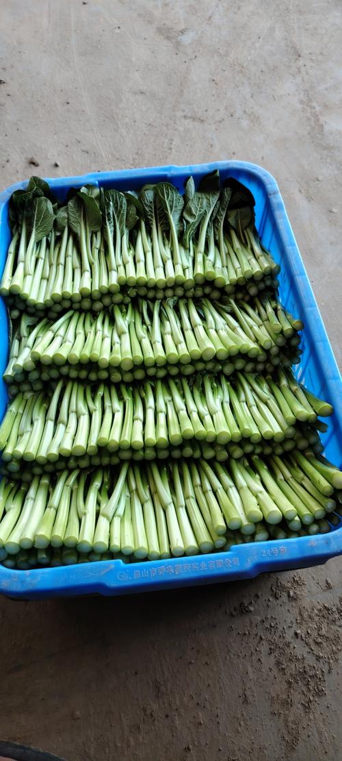 怀孕期间哪些青菜营养丰富又安全？孕期饮食青菜选择指南-第3张图片-郑州医学网