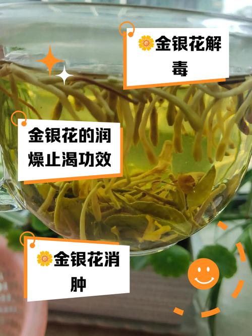 孕期喝金银花露安全吗？对胎儿有影响吗？注意事项有哪些？-第3张图片-郑州医学网