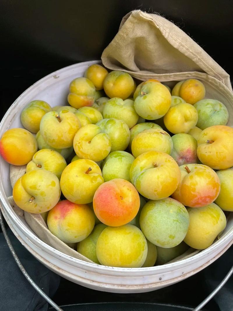 怀孕期间吃李子吃多了会对胎儿或孕妇产生哪些不良影响？-第1张图片-郑州医学网