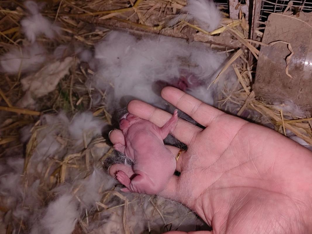 怀孕期间家里钻洞会影响胎儿健康吗？需要注意哪些防护措施？-第2张图片-郑州医学网