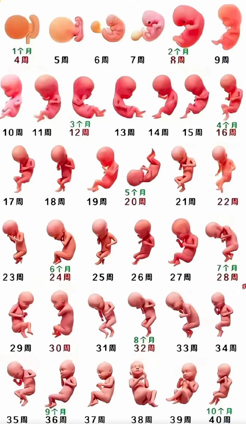 怀孕期间胎儿各阶段是如何一步步发育成形的？-第3张图片-郑州医学网