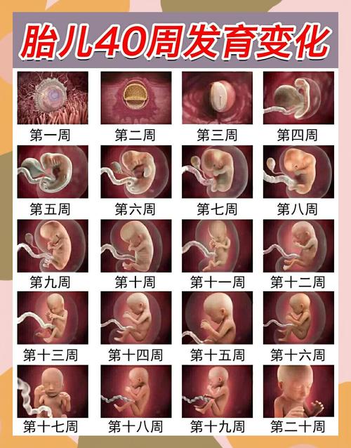 怀孕期间胎儿各阶段是如何一步步发育成形的？-第2张图片-郑州医学网