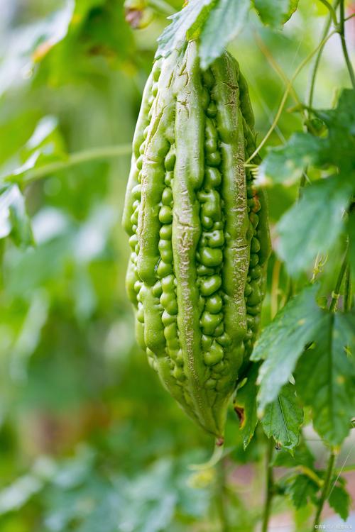怀孕期间吃苦瓜会影响胎儿健康吗？孕妇食用苦瓜的注意事项有哪些？-第2张图片-郑州医学网