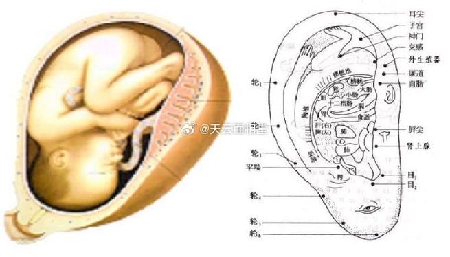 怀孕期间什么形成副耳-第2张图片-郑州医学网
