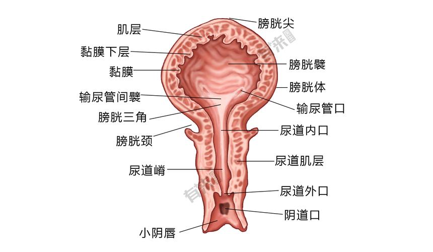 孕期尿道口出现小肉疙瘩是什么原因？需要担心吗？-第1张图片-郑州医学网