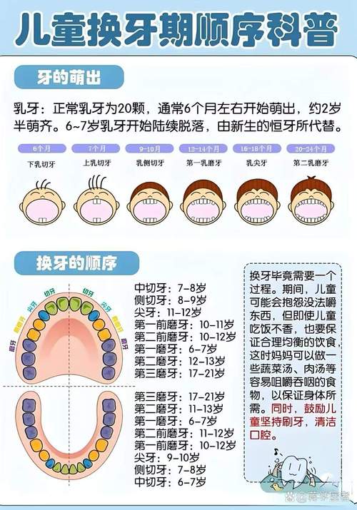 儿童换牙年龄有标准范围吗?早换或晚换需要担心吗?-第2张图片-郑州医学网 儿童换牙年龄有标准范围吗?早换或晚换需要担心吗?-第2张图片-郑州医学网