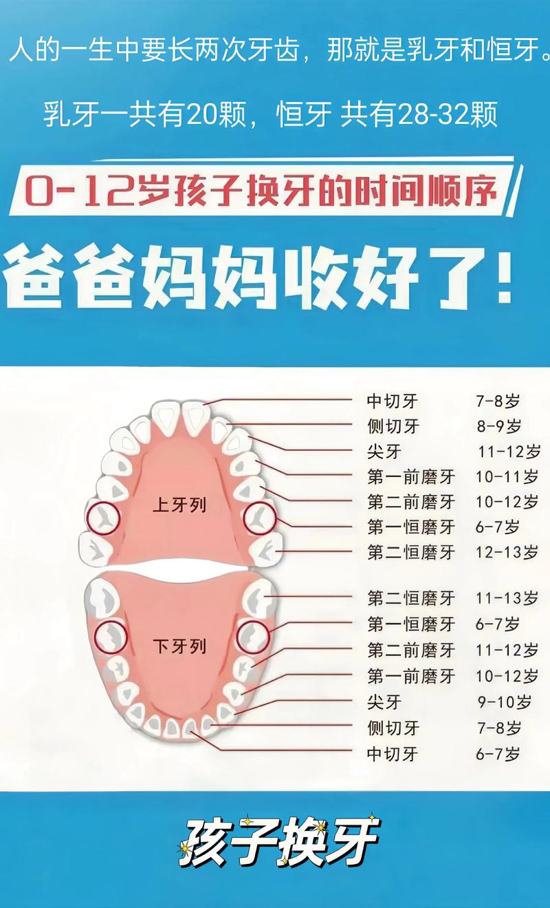 儿童换牙年龄有标准范围吗?早换或晚换需要担心吗?-第3张图片-郑州医学网 儿童换牙年龄有标准范围吗?早换或晚换需要担心吗?-第3张图片-郑州医学网
