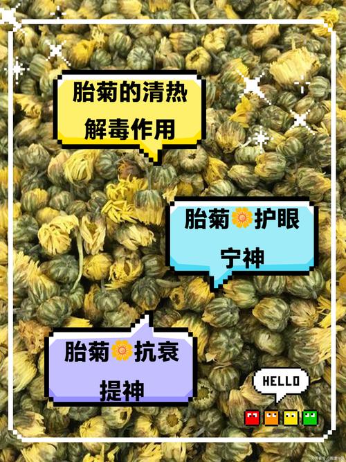 备孕期喝菊花茶安全吗?对胎儿发育会有潜在影响吗?-第2张图片-郑州医学网 备孕期喝菊花茶安全吗?对胎儿发育会有潜在影响吗?-第2张图片-郑州医学网