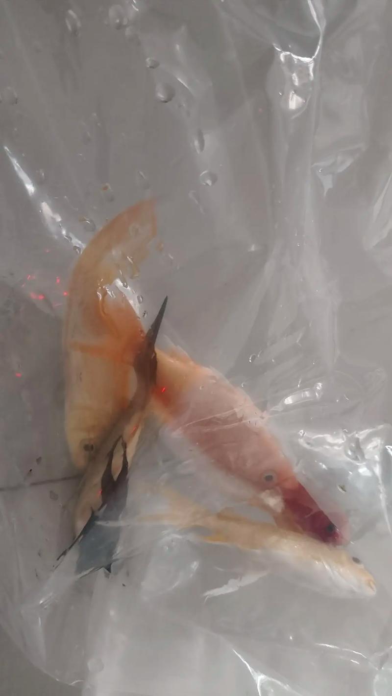 怀孕期间家里的鱼突然死亡，是孕期征兆还是巧合？-第2张图片-郑州医学网