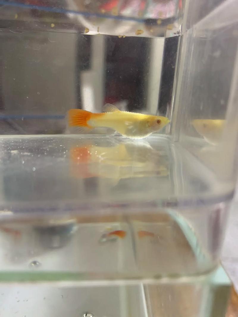 怀孕期间家里的鱼突然死亡，是孕期征兆还是巧合？-第1张图片-郑州医学网