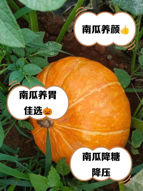 孕期吃南瓜会导致新生儿皮肤发黄吗？科学依据与真相解析-第1张图片-郑州医学网