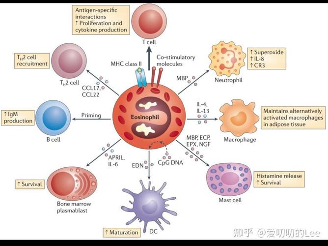 孕期中性粒细胞看男女真的准吗？科学依据在哪里？-第3张图片-郑州医学网