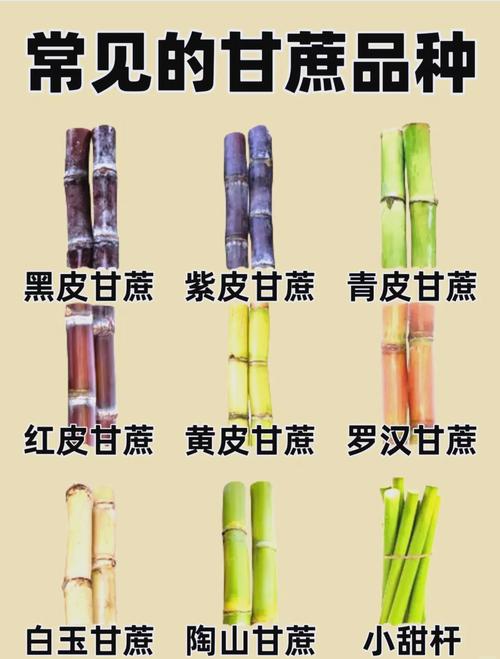 孕期吃甘蔗对胎儿发育到底有没有影响？会不会导致血糖异常或胎儿过大？-第2张图片-郑州医学网
