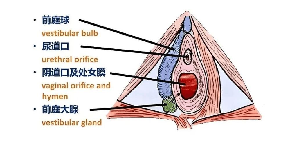 孕期外阴内长疙瘩图片显示什么情况？需要担心吗？-第1张图片-郑州医学网