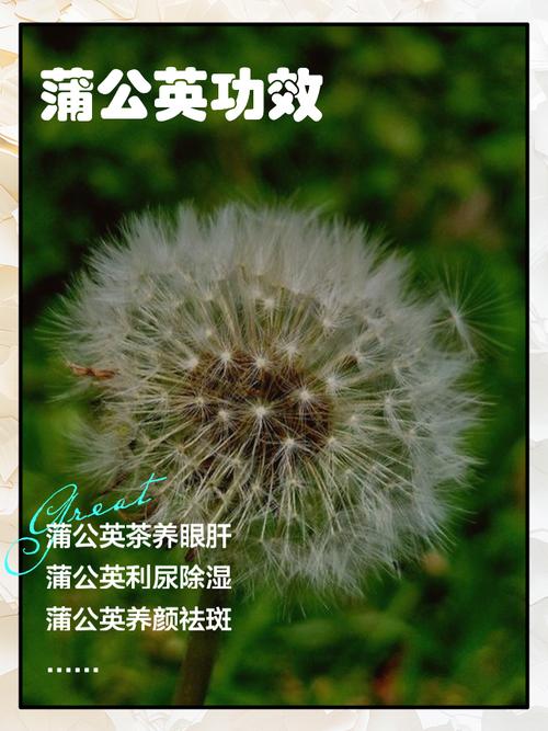 孕期喝蒲公英水有哪些具体好处？饮用时需注意哪些事项？-第1张图片-郑州医学网