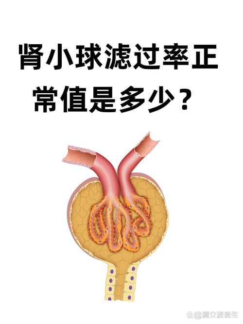 孕期肾小球滤过率偏高对母婴健康有潜在风险吗？-第2张图片-郑州医学网