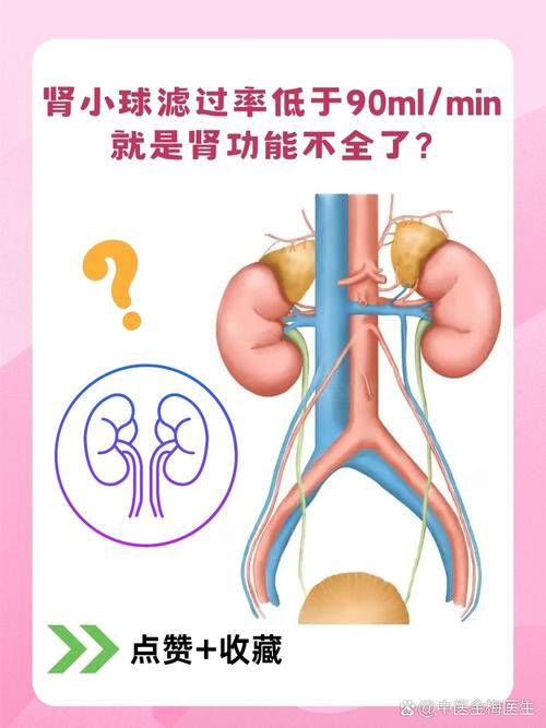 孕期肾小球滤过率偏高对母婴健康有潜在风险吗？-第1张图片-郑州医学网