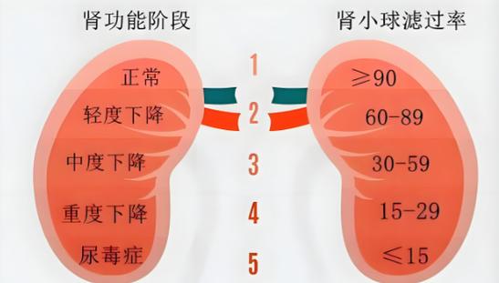 孕期肾小球滤过率偏高对母婴健康有潜在风险吗？-第3张图片-郑州医学网