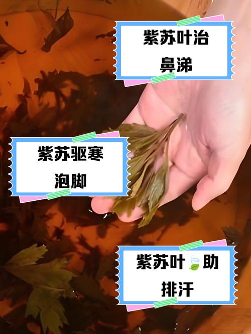 儿童能用紫苏叶泡脚吗？适用年龄与注意事项有哪些？-第1张图片-郑州医学网