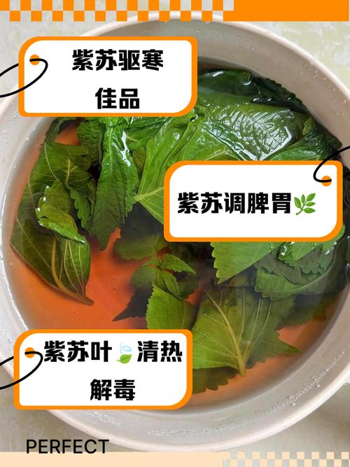 儿童能用紫苏叶泡脚吗？适用年龄与注意事项有哪些？-第2张图片-郑州医学网