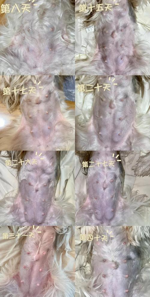 母狗怀孕期间掉毛是正常生理现象还是需要关注的健康问题？-第2张图片-郑州医学网