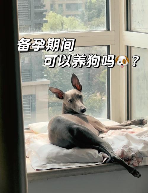 备孕期间养狗会对孕妇和胎儿健康造成哪些潜在风险？-第1张图片-郑州医学网