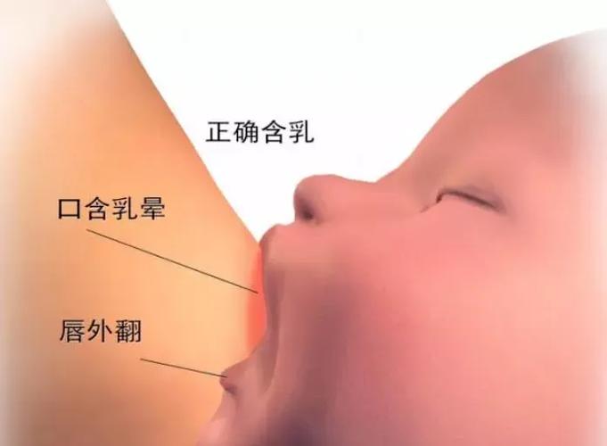 新生儿含着奶头睡觉是利是弊？这样做好吗？-第3张图片-郑州医学网