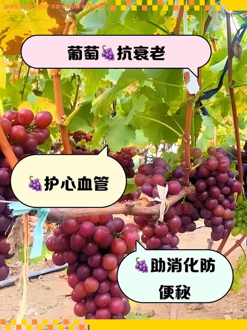 备孕期间吃葡萄籽会影响受孕或胎儿健康吗?-第3张图片-郑州医学网 备孕期间吃葡萄籽会影响受孕或胎儿健康吗?-第3张图片-郑州医学网