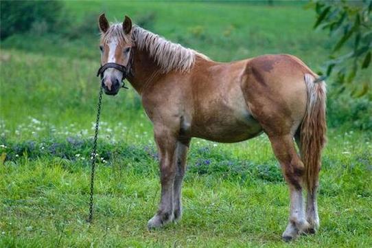 孕期梦见马是什么意思-第2张图片-郑州医学网