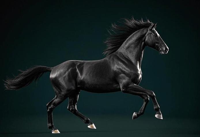 孕期梦见马是什么意思-第3张图片-郑州医学网