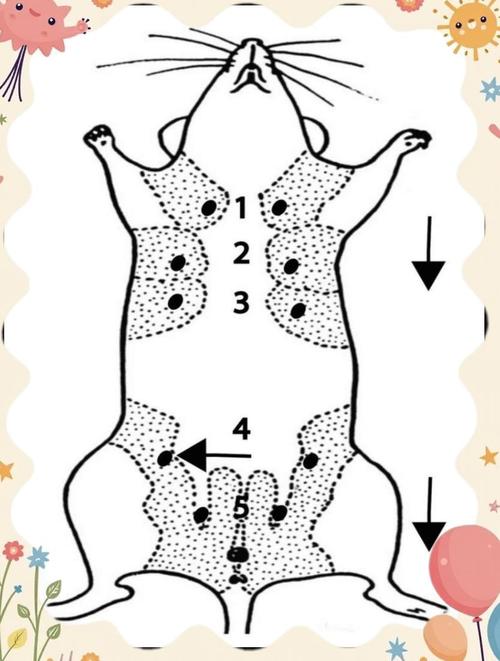 新生儿臀部注射定位图，如何精准避开危险区域确保安全注射？-第2张图片-郑州医学网