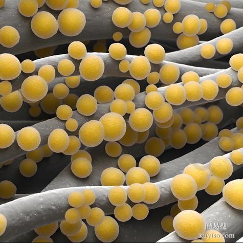 新生儿感染鲍曼不动杆菌的高危因素与防控策略有哪些？-第1张图片-郑州医学网